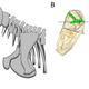 Left, how the AMNH has their Moschops skull aligned, and right, how it may actually have been held (Image: Julien Benoit/PeerJ)